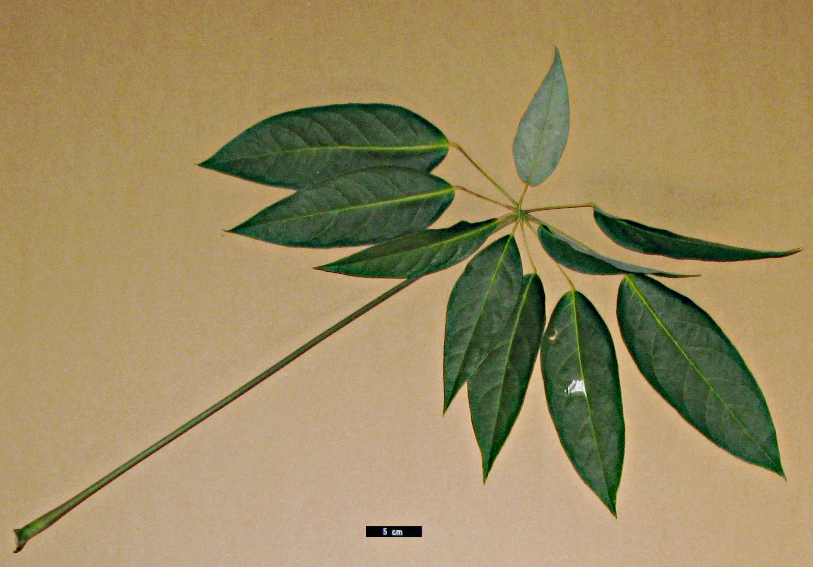 High resolution image: Family: Araliaceae - Genus: Schefflera - Taxon: minutistellata